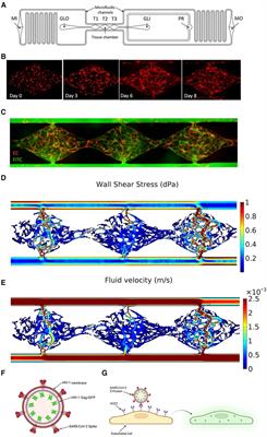 SARS-CoV-2 infection of endothelial cells, dependent on flow-induced ACE2 expression, drives hypercytokinemia in a vascularized microphysiological system